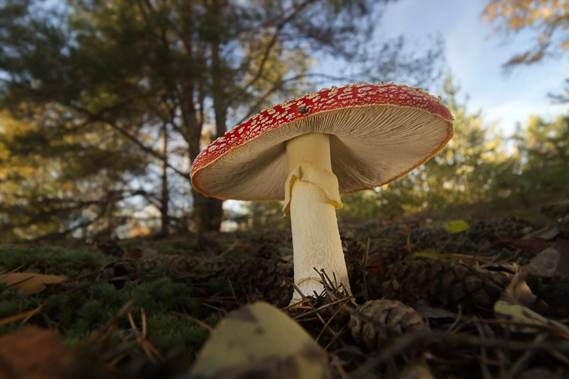 mushroom-7583486_1920.jpg?v\u003d1711198687\u0026width\u003d3840